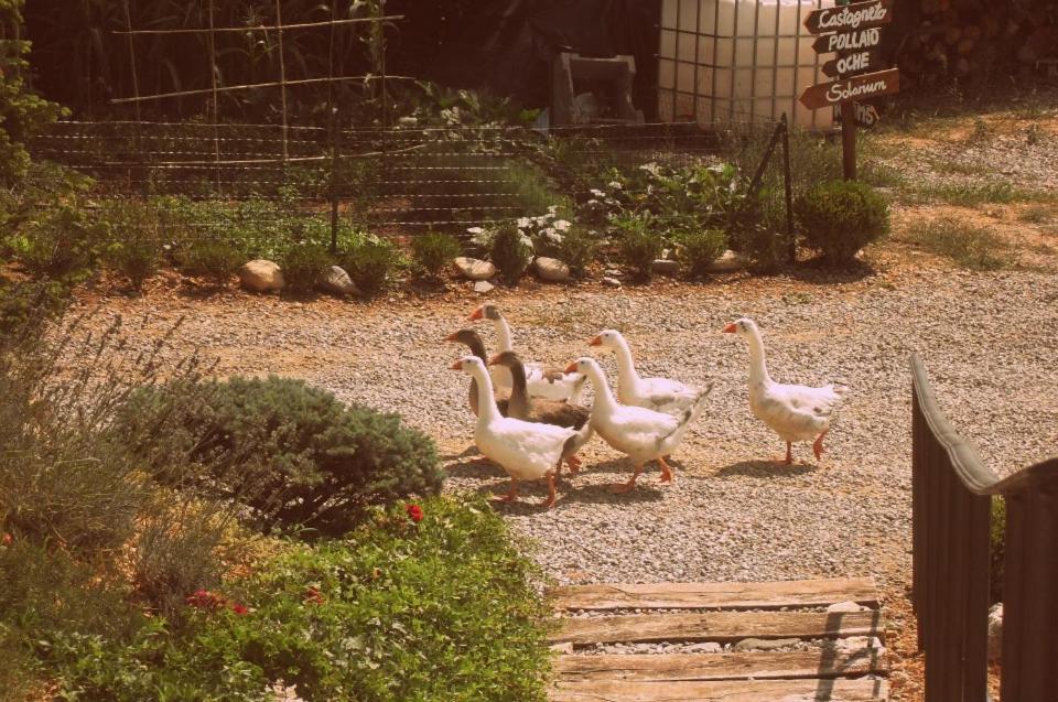 Agriturismo Al Robale Almenno San Bartolomeo ภายนอก รูปภาพ